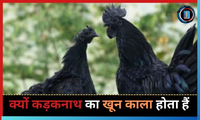 kadaknath murga