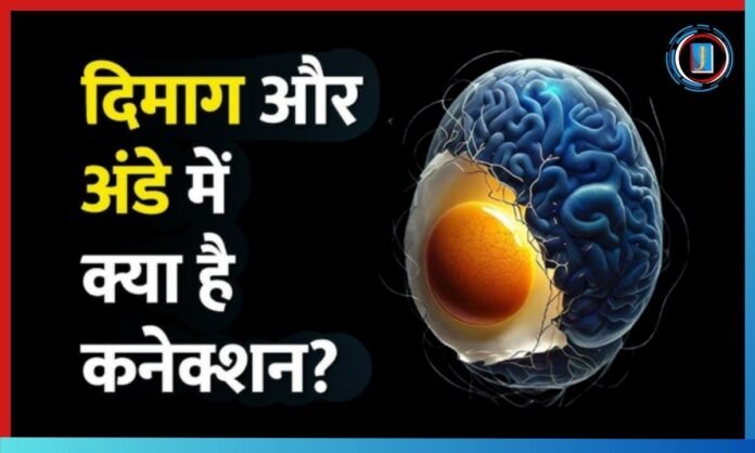 Egg vs Brain